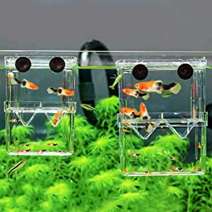 fish isolation box 
