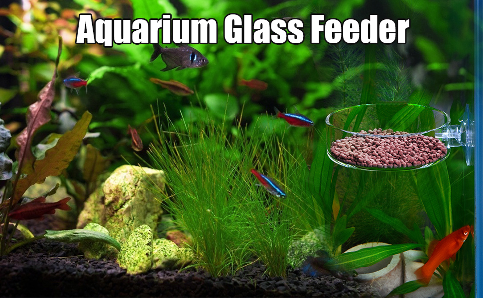 Aquarium Glass Feeder