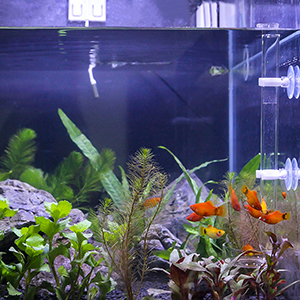 aquarium feeding tube