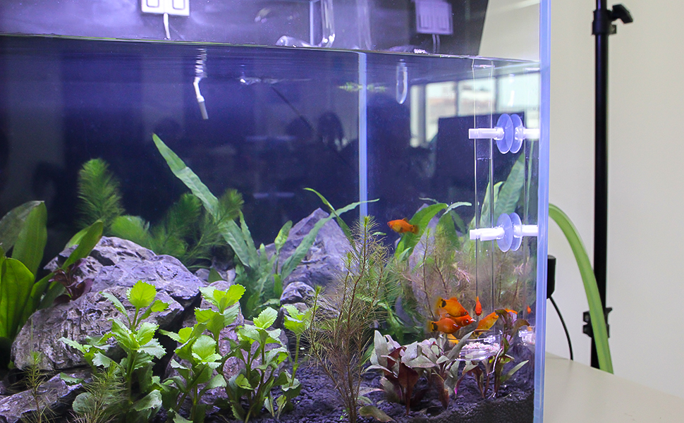 aquarium feeding tube
