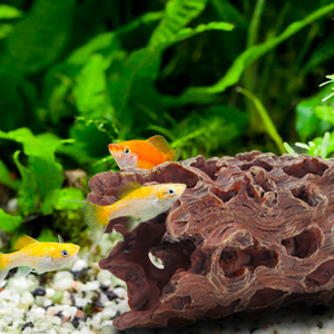 honeycomb trunk aquarium fish tank decoration accessories betta ornament