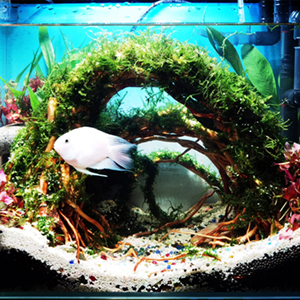 fish tank decoration