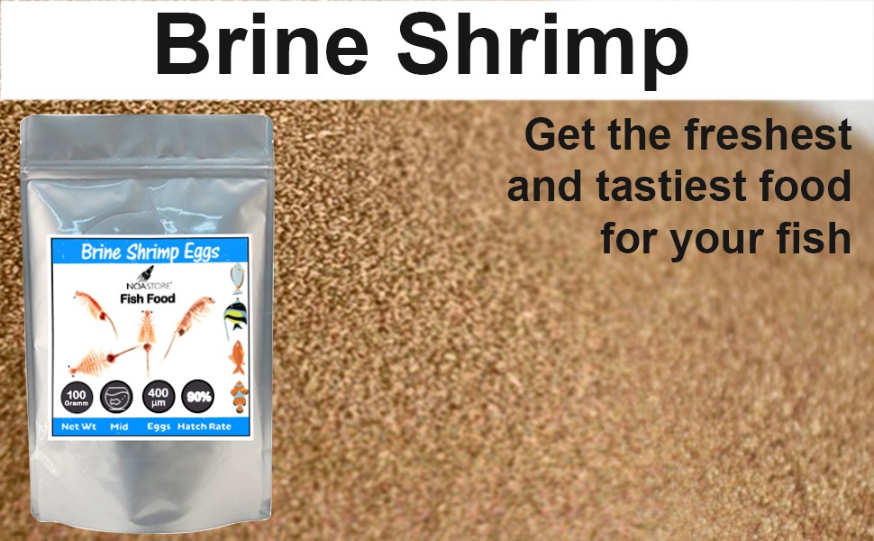 brine shrimp eggs
