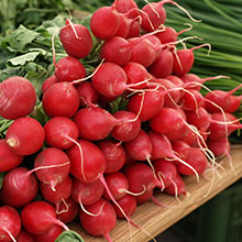 radishes, growth, plant,organic, sustainable, plant food, agrinos