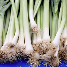 green onions, growth, plant, plant growth, agrinos