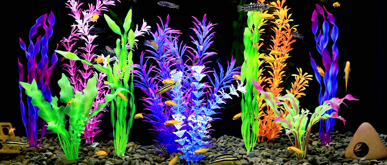 fish tank plants