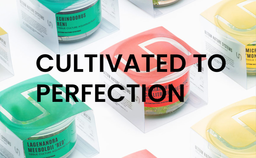 cultivated to perfection