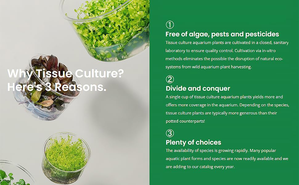 why tissue culture?