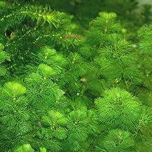 green cabomba aquatic plants