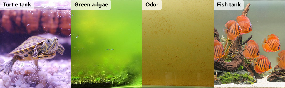 adapt: turtle tank green odor fish tank