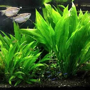 amazon sword aquarium plant