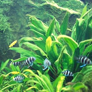 amazon sword aquarium plant