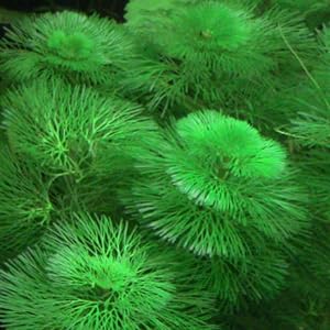 green cabomba aquatic plant