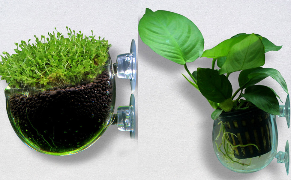 Fish Tank Glass Plants Pot with Suction Cup